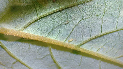 Image of Pomaderris elliptica by no rights reserved