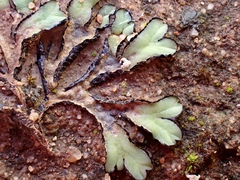 Riccia inflexa