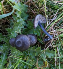 Entoloma corvinum