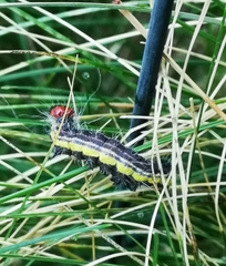 Acronicta radcliffei