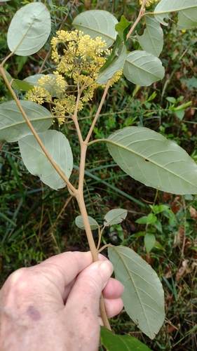Image of Pomaderris elliptica by no rights reserved