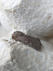 Aporophyla lutulenta