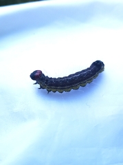 Acronicta radcliffei