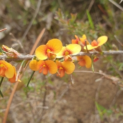 Dillwynia sericea