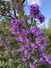 Prostanthera rotundifolia