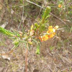 Dillwynia sericea
