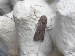 Aporophyla lutulenta