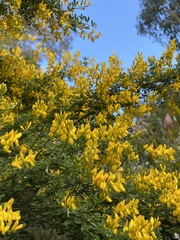 Genista stenopetala