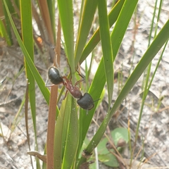 Camponotus intrepidus