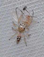 Thyene imperialis