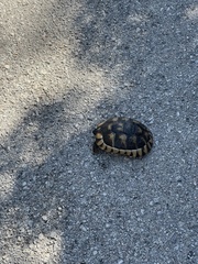 Testudo marginata