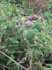 Monarda fistulosa