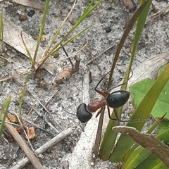 Camponotus intrepidus