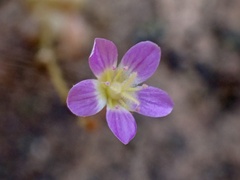 Calandrinia