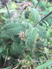 Monarda fistulosa