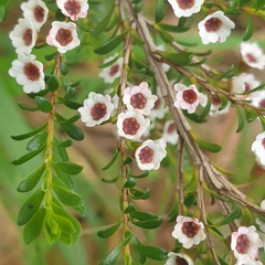 Thryptomene calycina