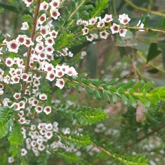 Thryptomene calycina