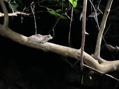 Chiromantis xerampelina