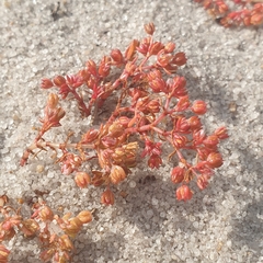 Crassula decumbens