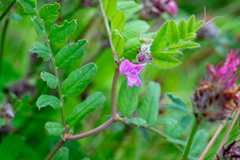 Vicia sepium