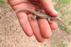 Meroles squamulosus