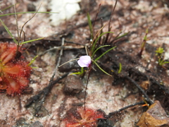 Utricularia lateriflora