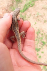 Meroles squamulosus