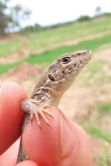 Meroles squamulosus