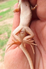 Meroles squamulosus