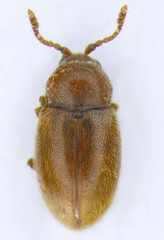 Atomaria lewisi