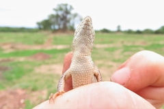 Meroles squamulosus
