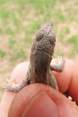 Meroles squamulosus