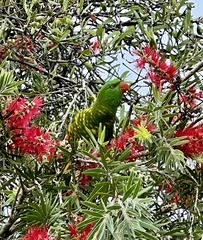 Trichoglossus chlorolepidotus
