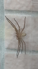 Heteropoda venatoria