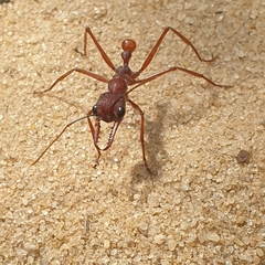 Myrmecia nigriscapa