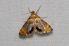 Nymphicula