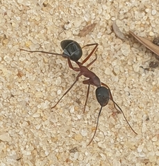 Camponotus intrepidus