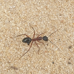 Camponotus intrepidus