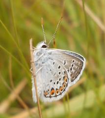 Plebejus argus