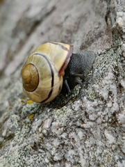 Cepaea nemoralis