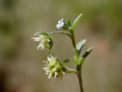 Rochelieae