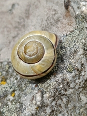 Cepaea nemoralis
