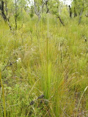 Xanthorrhoea fulva
