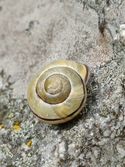 Cepaea nemoralis