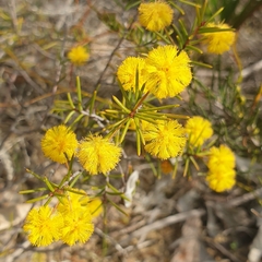 Acacia brownii