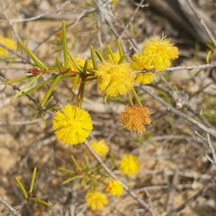 Acacia brownii