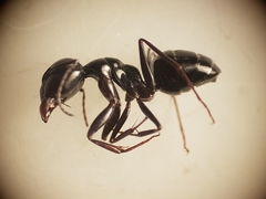 Camponotus foreli