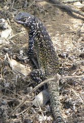 Liolaemus zapallarensis