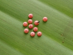 Erionota torus