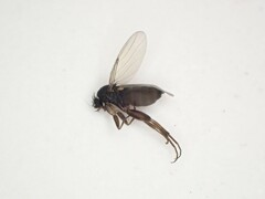 Phoridae